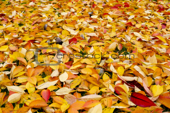 The colourful Autumn Background