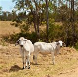 Two grey brahman cows on cattle ranch