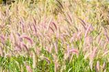 Foxtail weed in the nature