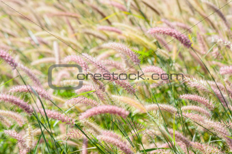 Foxtail weed in the nature