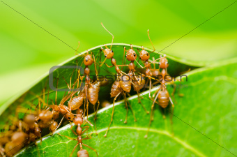 red ant teamwork