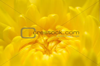 Chrysanthemum Flowers macro