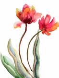 Beautiful red flowers, watercolor illustration