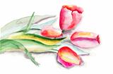 Stylized Tulips flowers illustration 