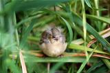 Fledgling chaffinch alone in tall grass