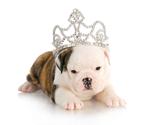 puppy princess