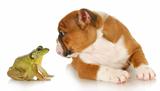 cute puppy with bullfrog