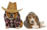 country dogs