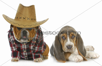 country dogs