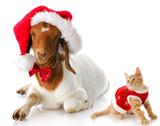 christmas kitten and santa goat