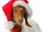 goat dressed up with santa hat