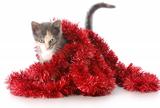 kitten playing with christmas garland
