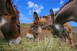 Three Donkey in a Field in sunny day, animals series