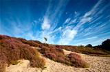 sandy dunes and pink heather