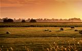 Dutch pastoral at sunrise