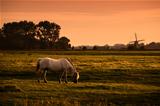white horse on pasture at sunrise