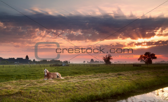 horse on Dutch pasture at sunrise