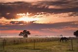 horse silhouette on morning pasture