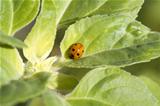 little cute ladybug