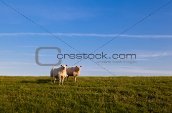 two sheep over sky