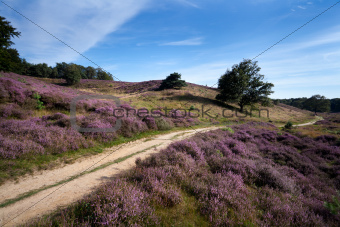 path between heather hills