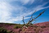 old dry tree in heather