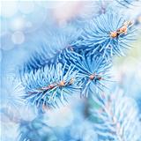 Frozen fir tree background