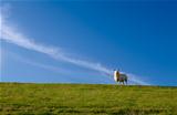 cute sheep over blue sky
