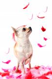 puppy chihuahua with pink feather