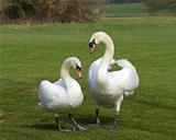Mute Swans mated pair