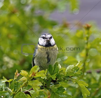 Blue Tit with Food in Rain