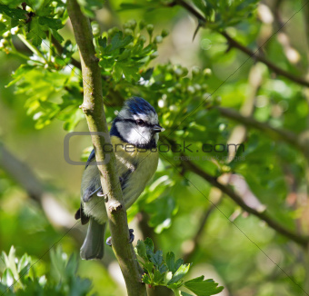 Blue Tit with Food
