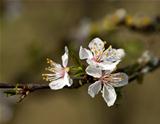 White Blossom with raindrops