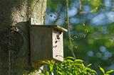 Bumblebees in Bird Nest Box