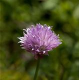  Chives flowers
