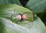 Common Green Shield Bugs mating