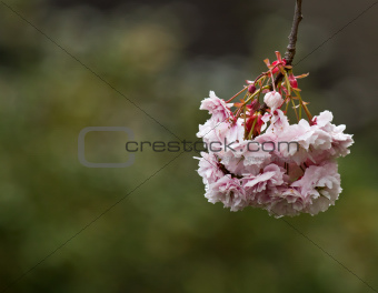 Pink Blossom with copy space