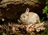 Young Rabbit in Woodland