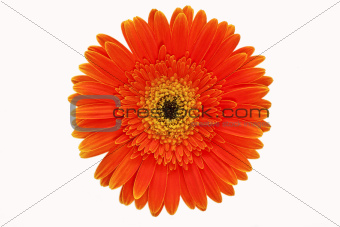 orange flower close-up