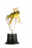 frog in a trophy