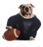 sports hound