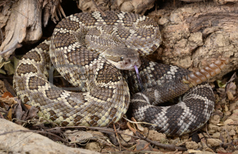 Southern Pacific Rattlesnake.
