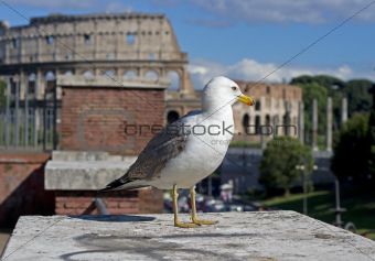 Pigeon in Rome