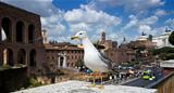 Pigeon in Rome