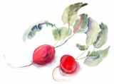 Garden radish, watercolor illustration