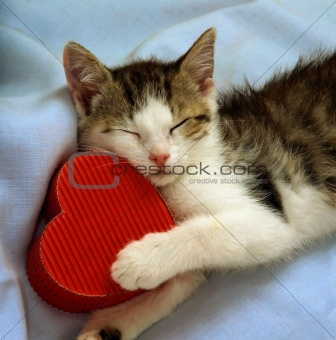 Kitten with Heart