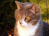 Gray cat portrait