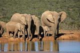 African elephants at waterhole