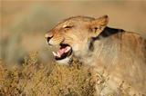 Aggressive lioness
