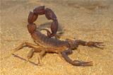 Aggressive scorpion
